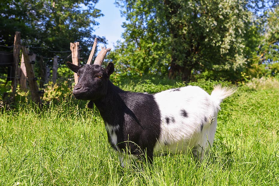 Foto aus der Fotogruppe 